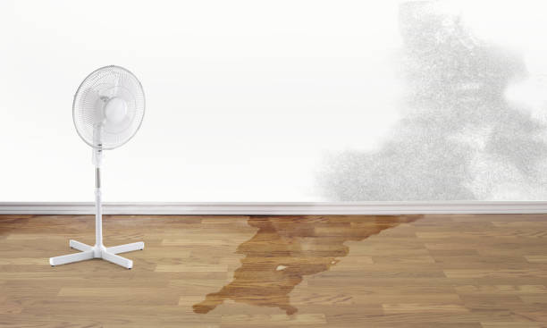 Best Mold removal after water damage  in Little Canada, MN